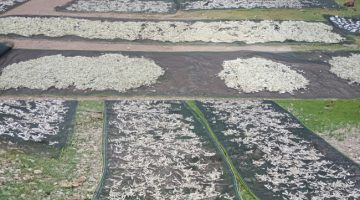 Optimalkan Dana Ketahanan Pangan, BUMDes Cahaya Pitay Targetkan Produksi 2 Ton Ikan Per Bulan