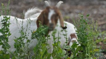 Kambing Kesayangan Hilang Misterius di Oebelo, Warga Berharap Peningkatan Patroli Polisi ​