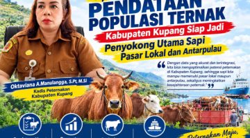 Optimalkan Pendataan Populasi Ternak, Kabupaten Kupang Siap Jadi Penyokong Utama Sapi Pasar Lokal dan Antarpulau ​